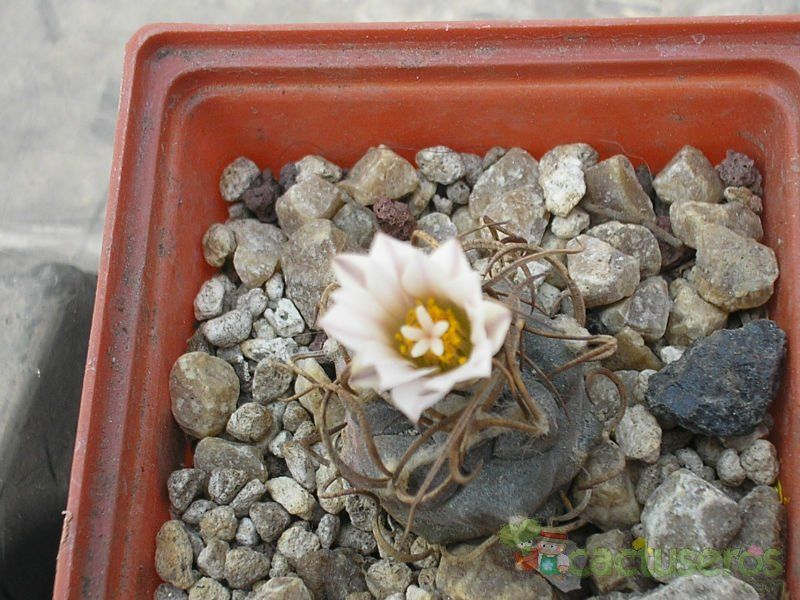 10 Semi Di Turbinicarpus Schmiedickeanus - Cactus Raro Da Collezione